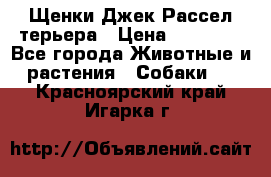 Щенки Джек Рассел терьера › Цена ­ 20 000 - Все города Животные и растения » Собаки   . Красноярский край,Игарка г.